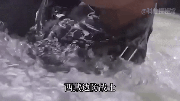 西藏自驾惊魂!一家三口遭狼群夹击,现场视频曝光